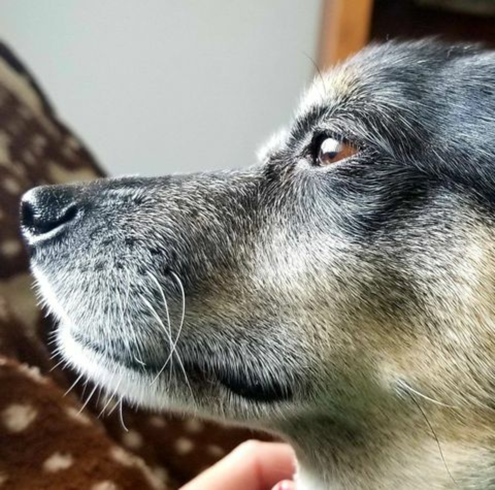 Meet your Posher, Leslie